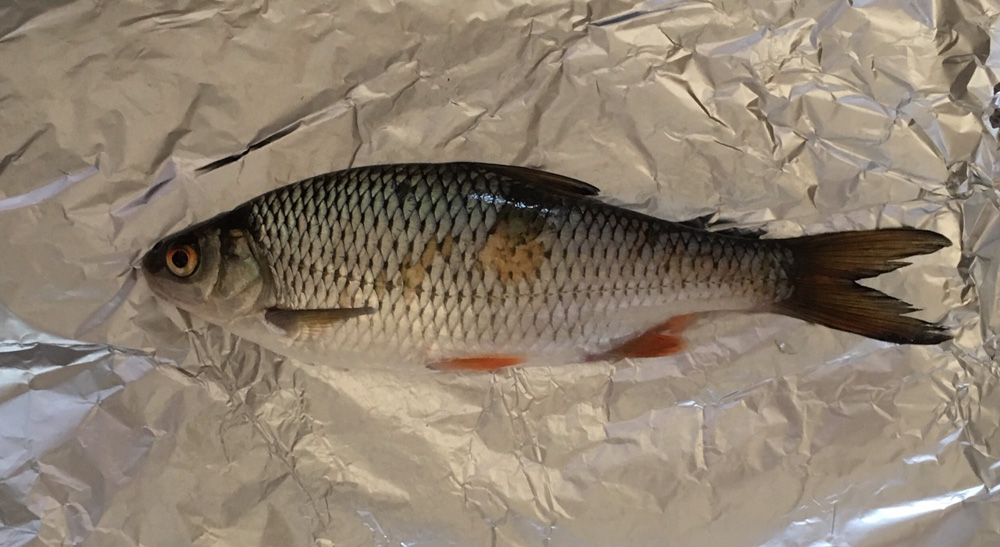 Foto: ein Fish auf einer Alufolie